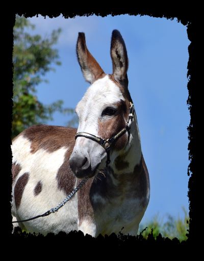 Miniature donkey, Malina